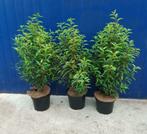 Portugese laurier prunus Lusitanica angustifolia, Ophalen, Laurier, Minder dan 100 cm