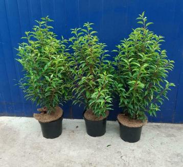 Portugese laurier prunus Lusitanica angustifolia  beschikbaar voor biedingen