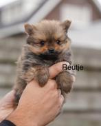 raszuivere klein blijvende pomeriaan, Dieren en Toebehoren, Honden | Chihuahua's en Gezelschapshonden, CDV (hondenziekte), 8 tot 15 weken