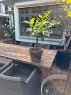 Citroen boompje voor terras of balkon of tuintafel met pot, Overige soorten, Lente, Minder dan 100 cm, Ophalen