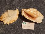 2 Mooie Strombus Sinuatus Schelpen. 11 x 7 cm. hoog 4 cm., Verzamelen, Mineralen en Fossielen, Ophalen, Schelp(en)