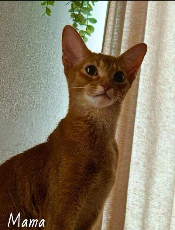 Prachtige abessijn kittens binnekort beschikbaar, Dieren en Toebehoren, Katten-accessoires, Nieuw, Ophalen of Verzenden