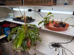 Diverse vleesetende planten te koop, Huis en Inrichting, Kamerplanten, Ophalen of Verzenden, Overige soorten, Minder dan 100 cm