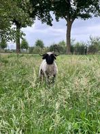 Spitt, Bonte Walliser Schwarznase ooi, Dieren en Toebehoren, Vrouwelijk, Schaap