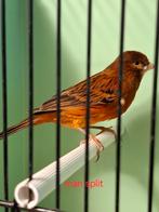 Rode kanarie, Dieren en Toebehoren, Vogels | Kanaries, Meerdere dieren, Kleurkanarie