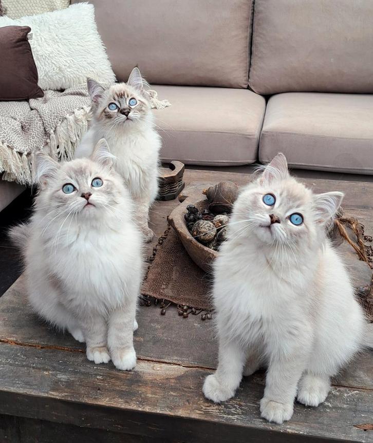 🩵🩵 3 Superleuke Stamboom Ragdollkittens (katertjes), Dieren en Toebehoren, Katten en Kittens | Raskatten | Langhaar, Kater, 0 tot 2 jaar