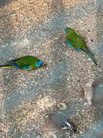 Turquoisine parkieten wildkleur, Dieren en Toebehoren, Vogels | Parkieten en Papegaaien, Meerdere dieren, Parkiet