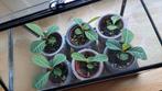 Madagascar Jewel - jong plantje, Ophalen, Overige soorten, Minder dan 100 cm