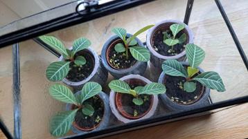 Madagascar Jewel - jong plantje beschikbaar voor biedingen