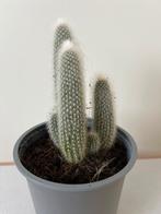 CACTUS kamerplant, Ophalen of Verzenden, Cactus, Volle zon, Minder dan 100 cm