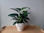Philodendron kamerplant 50cm incl pot, Ophalen, Overige soorten, Halfschaduw, In pot