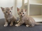 Bengaal kittens met stamboom, Dieren en Toebehoren, Katten en Kittens | Raskatten | Korthaar, Meerdere dieren, Gechipt, 0 tot 2 jaar