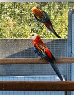 Opaline bleekkoppen, Dieren en Toebehoren, Meerdere dieren, Parkiet