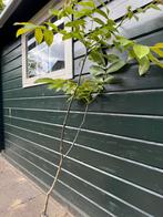 Notenboom, 100 tot 250 cm, Volle zon, In pot, Overige soorten