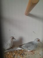 2    jonge   diamantduiven, Dieren en Toebehoren, Vogels | Overige Vogels, Meerdere dieren, Tropenvogel