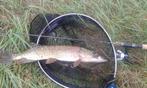 Deel 2) 4 sets van elk 4 stuks Baars Snoekspinners met vlieg, Ophalen of Verzenden, Nieuw, Complete set