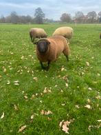 Dekram te koop, Dieren en Toebehoren, Schapen, Geiten en Varkens, Mannelijk, Schaap, 0 tot 2 jaar