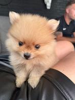 Heel klein Pomeranian reutje, Dieren en Toebehoren, Keeshond, Reu, CDV (hondenziekte), 8 tot 15 weken