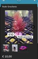 Rode Gracilaria (macro algen), Dieren en Toebehoren, Overige typen, Zoutwatervis