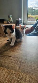 3 kittens zoeken nog een nieuw huisje, Dieren en Toebehoren, Katten en Kittens | Overige Katten, Kater