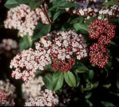 40 Wintersneeuwbal Viburnum tinus – 85 euro, Tuin en Terras, Planten | Struiken en Hagen, Haag, Overige soorten, Minder dan 100 cm