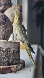 Valkparkietjes te koop, Dieren en Toebehoren, Vogels | Parkieten en Papegaaien, Vrouwelijk, Parkiet