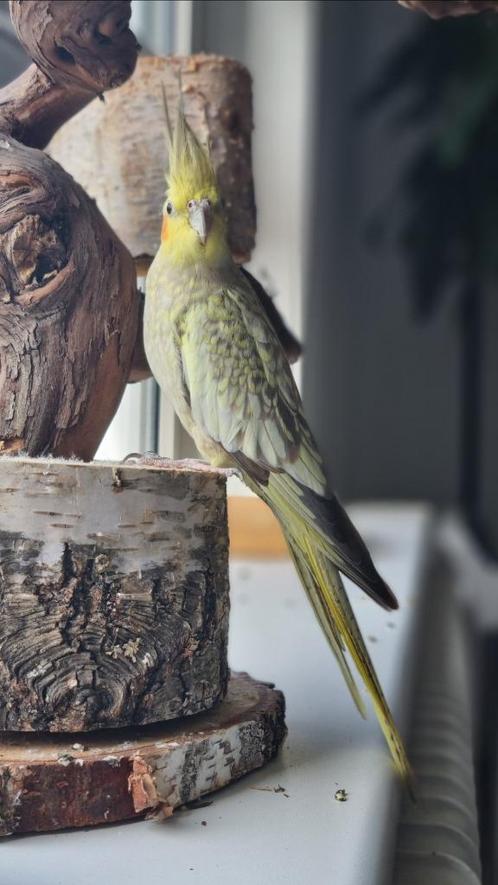 Valkparkietjes te koop, Dieren en Toebehoren, Vogels | Parkieten en Papegaaien, Parkiet, Vrouwelijk