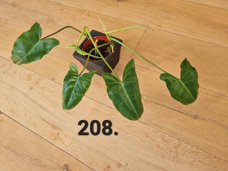 Kamerplant, philodendron paraiso verde, Huis en Inrichting, Kamerplanten, Minder dan 100 cm, Halfschaduw, Ophalen of Verzenden