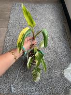 Philodendron domesticum variegata, Ophalen of Verzenden, Overige soorten, Minder dan 100 cm