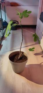 Ficus Carica stek 3 jaar pud, Volle zon, 100 tot 250 cm, Vijgenboom, Ophalen