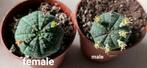 orbea obesa male and female, Ophalen of Verzenden, Overige soorten, Volle zon