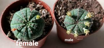 orbea obesa male and female beschikbaar voor biedingen