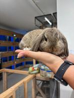 Te koop lieve jonge Nederlandse dwerghangoor konijntjes, Meerdere dieren, Dwerg, Hangoor, 0 tot 2 jaar