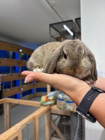 Te koop lieve jonge Nederlandse dwerghangoor konijntjes beschikbaar voor biedingen