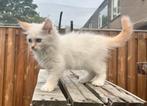 Neva /Siberische  kittens hypoallergeen met stamboom, Dieren en Toebehoren, Katten en Kittens | Raskatten | Langhaar, Meerdere dieren