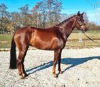 Fok- of draagmerrie te koop, Dieren en Toebehoren, Paarden en Pony's | Dekhengsten en Fokmerries, Merrie