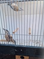 1-1 Europese boomklevers, Meerdere dieren, Wildzangvogel, Geringd