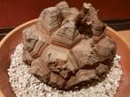 Dioscorea elephantipes XL 15cm, caudex, succulent, Verzenden, Overige soorten, Minder dan 100 cm