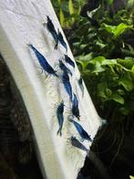 Neocaridina davidi blauw - Blue dream shrimp
