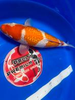 **Special*** Ginrin Kohaku - Kweker:Aoki🇯🇵 - Sansai - 52CM, Karper of Koi