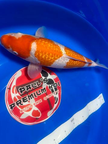 **Special*** Ginrin Kohaku - Kweker:Aoki🇯🇵 - Sansai - 52CM beschikbaar voor biedingen