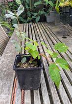 Kurkeik, Tuin en Terras, Ophalen, Zomer, Eenjarig, Volle zon