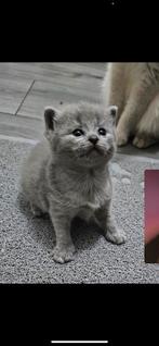 Britse korthaar kitten, Dieren en Toebehoren, Katten en Kittens | Raskatten | Korthaar, Kater
