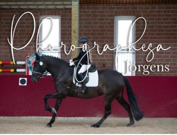 +++ Goed tehuis gezocht voor 9-jarige merrie +++ beschikbaar voor biedingen