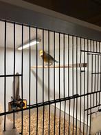 Kanarie/putter bastaard, Dieren en Toebehoren, Vogels | Kanaries, Mannelijk, Bastaard