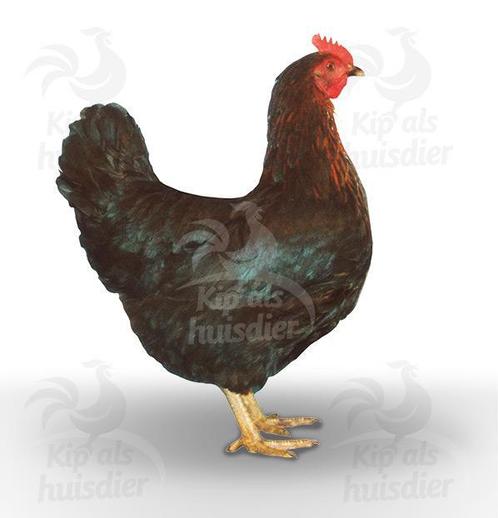 Te koop jonge leghennen, kippen, legkippen, in kleuren, Dieren en Toebehoren, Pluimvee, Kip, Vrouwelijk