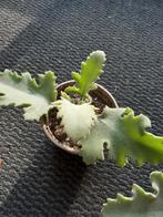 Kalanchoe beharensis stekken, Huis en Inrichting, Kamerplanten, Ophalen of Verzenden, Vetplant, Volle zon, Minder dan 100 cm