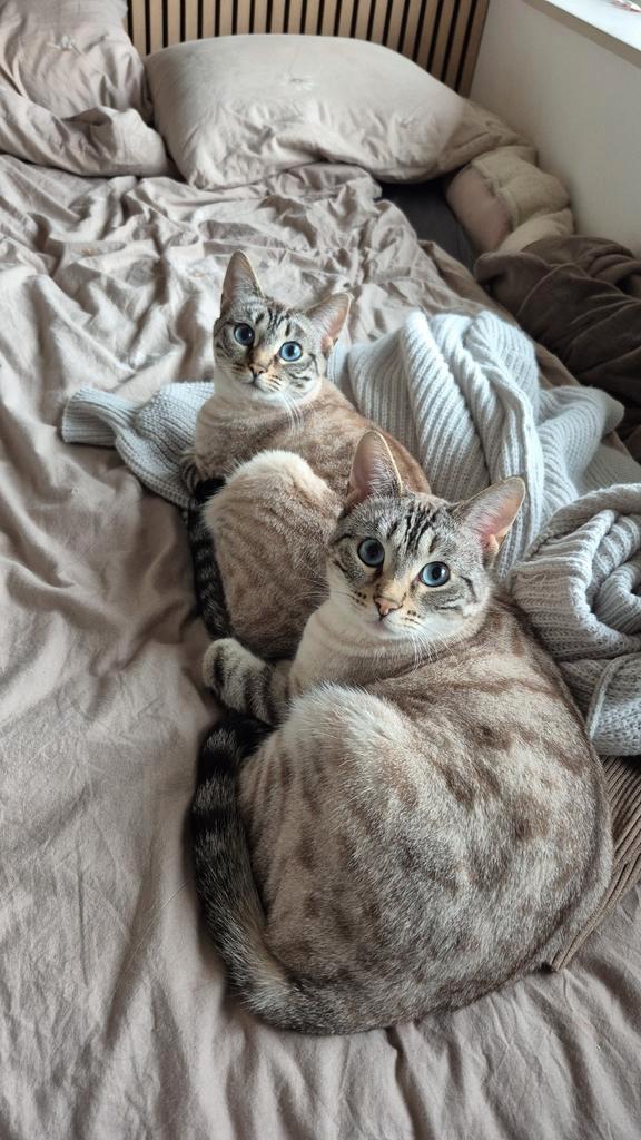 Forever home gezocht, Dieren en Toebehoren, Katten en Kittens | Raskatten | Korthaar, Poes, 3 tot 5 jaar