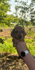 Dwergteckel pups laatste reutje, Dieren en Toebehoren, Honden | Teckels en Dashonden, 8 tot 15 weken, Korthaar, Dwerg, Meerdere