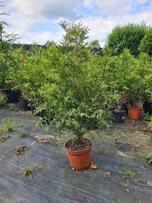 thuya Brabant (conifeer), Tuin en Terras, Planten | Struiken en Hagen, Conifeer, 100 tot 250 cm, Ophalen